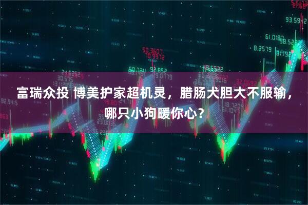 富瑞众投 博美护家超机灵，腊肠犬胆大不服输，哪只小狗暖你心？